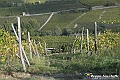 VBS_6362 - C'è un mare di velluto verde! E tu che sognavi di andare lontano... Quanta meraviglia, quì!